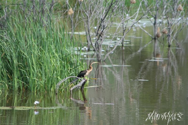 Mud Maps Africa Entabeni 8532